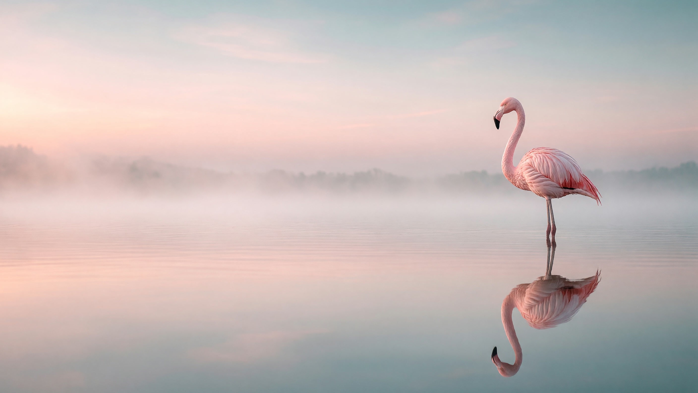 A flamingo standing in a misty lagoon at dawn